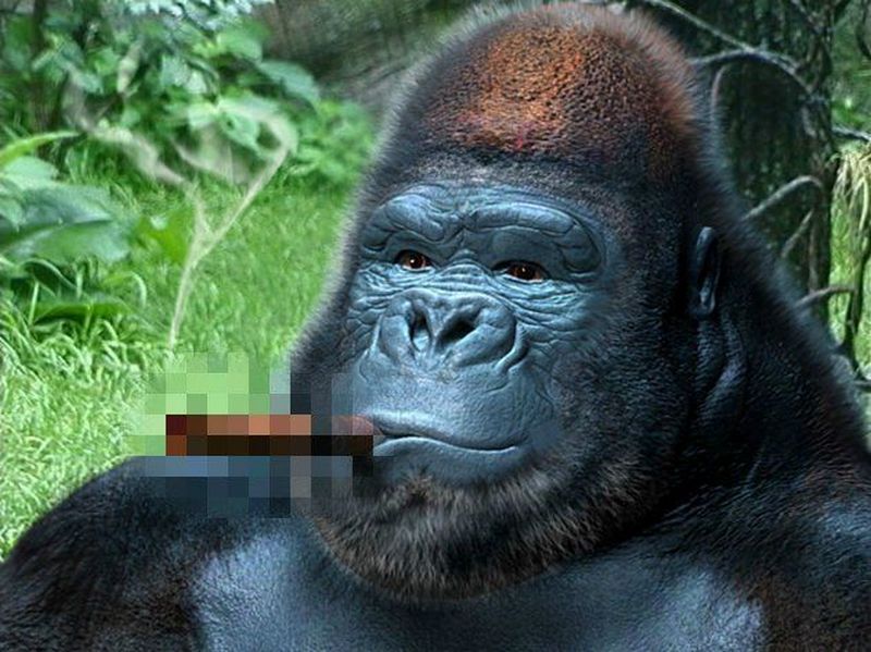 Rokok Gorila dan Efek Samping Bagi Kesehatan Penggunanya